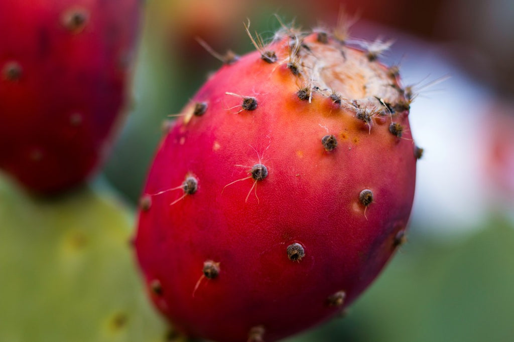 5 propiedades del aceite de semillas de higo chumbo para la piel